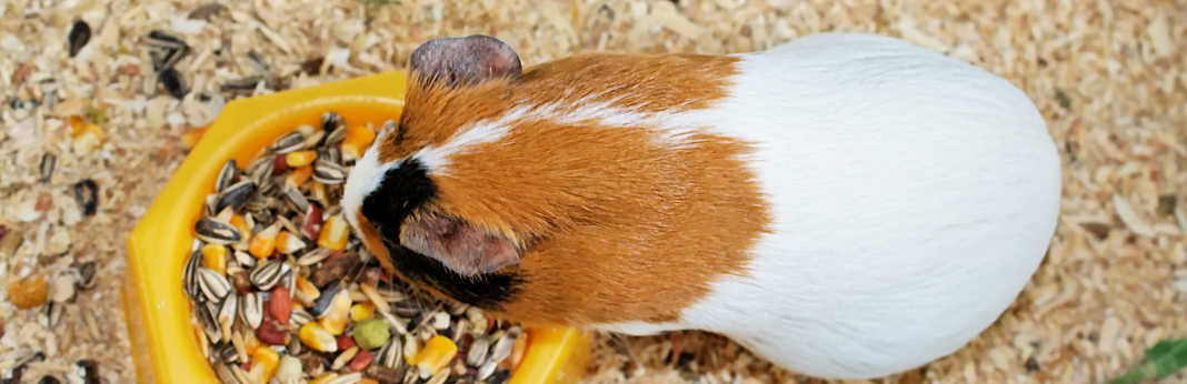 how to clean guinea pig cage