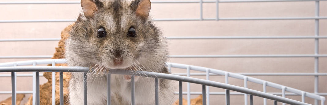 how to get rid of fleas on hamsters