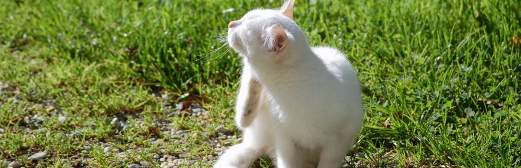 Lice in Cats Symptoms, Causes and Treatment My Pet Needs That
