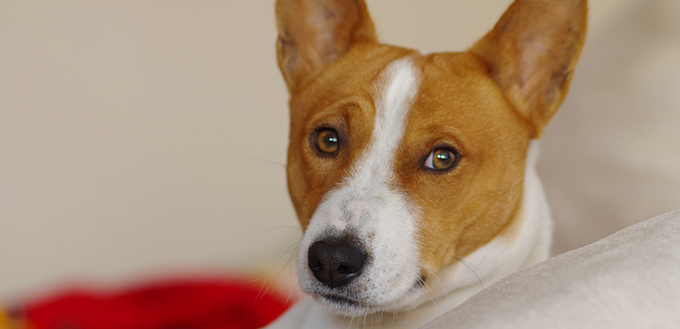 portrait of royal basenji dog