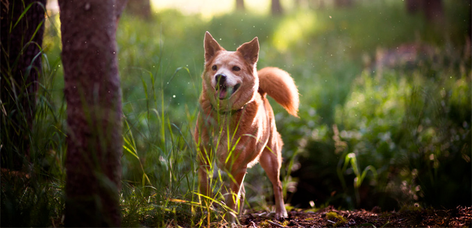 short-coated brown dog on green grass field