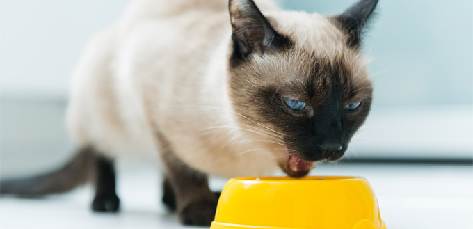 siamese cat eating fiber food