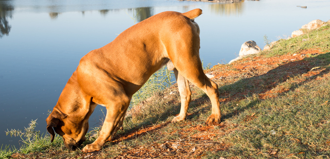 south african dog