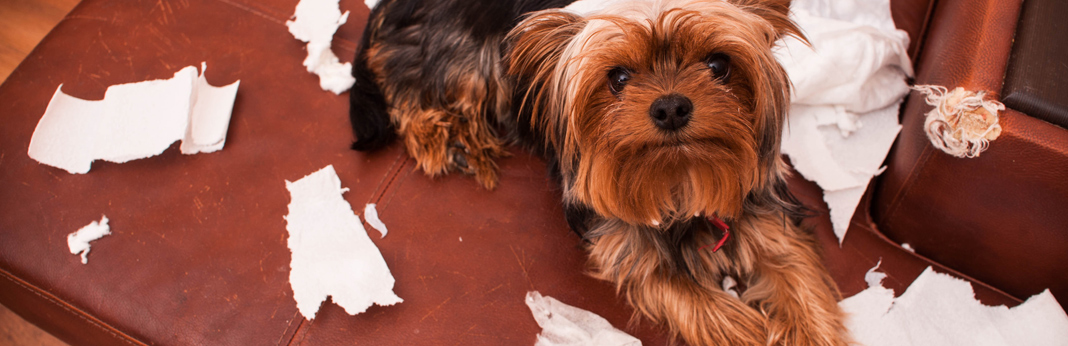 why dogs eat paper