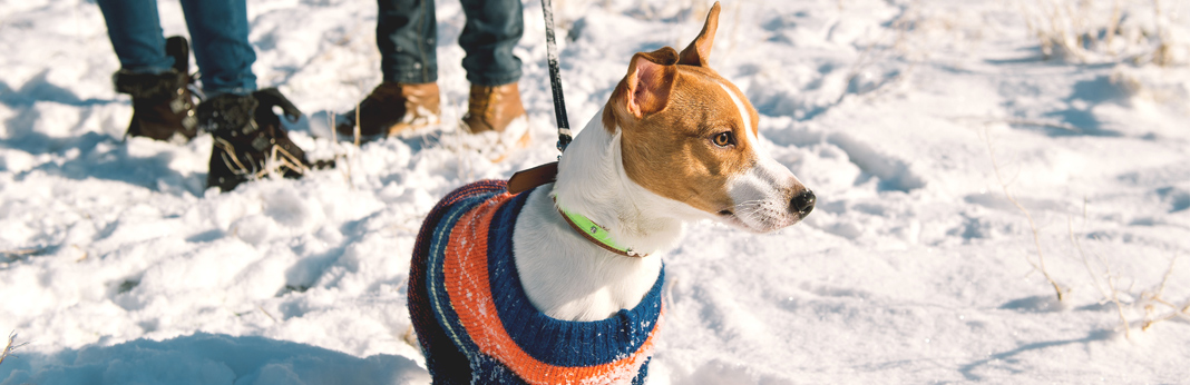 winter health hazards for dogs