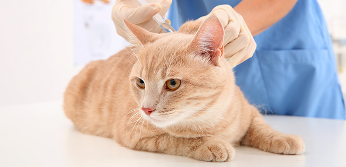 Veterinarian giving injection