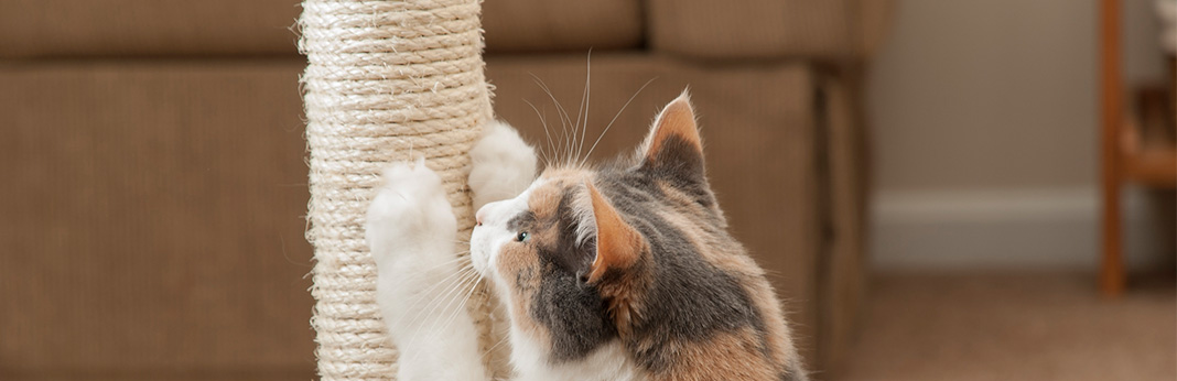 5 Home-Remedy Ideas for Cat Scratch Treatment