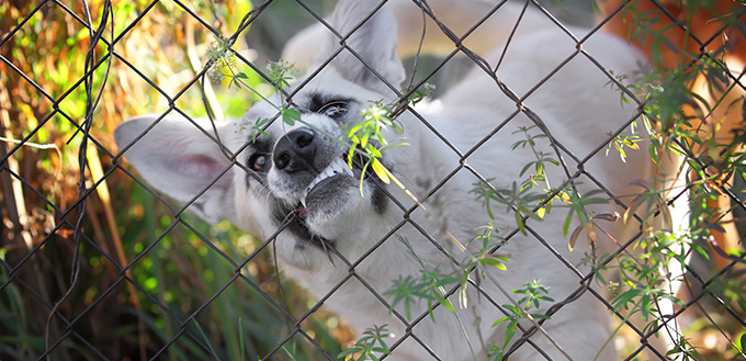 Angry dog in a steel cage