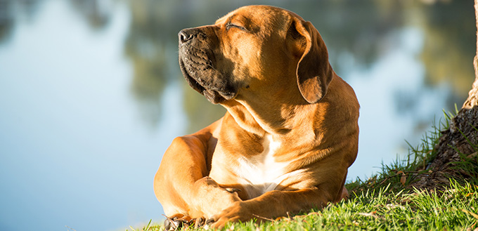 Boerboel dog enjoying morning sun