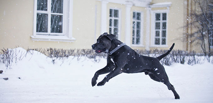 Cane Corso 1