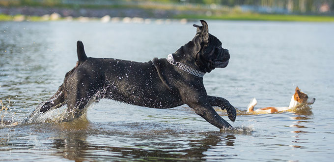 Cane Corso 3