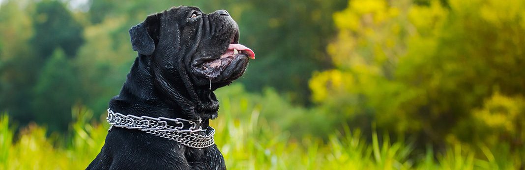 Cane Corso Breed Facts Temperament My Pet Needs That