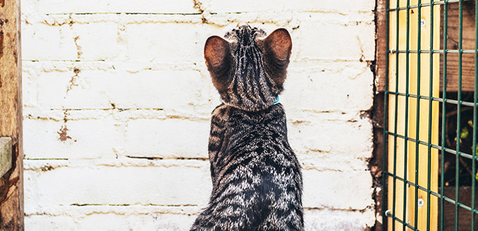 Cat sitting looking at a brick wall