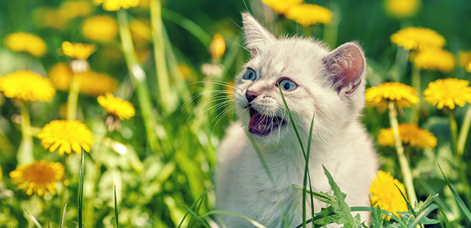 Cat walking on dandelion lawn