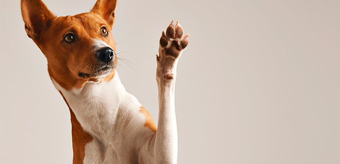 Cute dog giving his paw