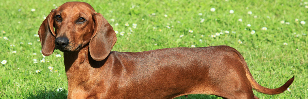 Dachshund Breed Facts & Temperament