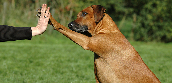 Dog pressing his paw against a woman hand