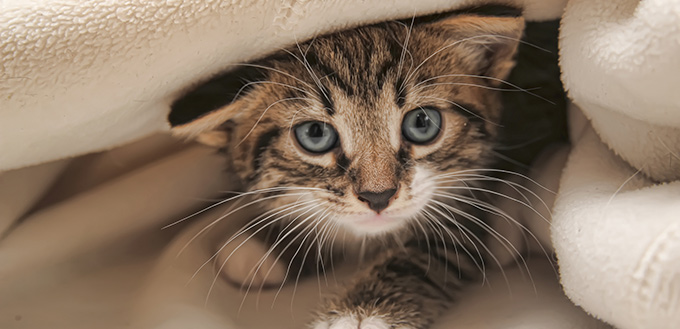 Kitten peeping out from under the blanket