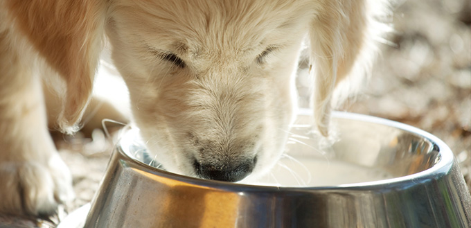 Labrador eating dog food