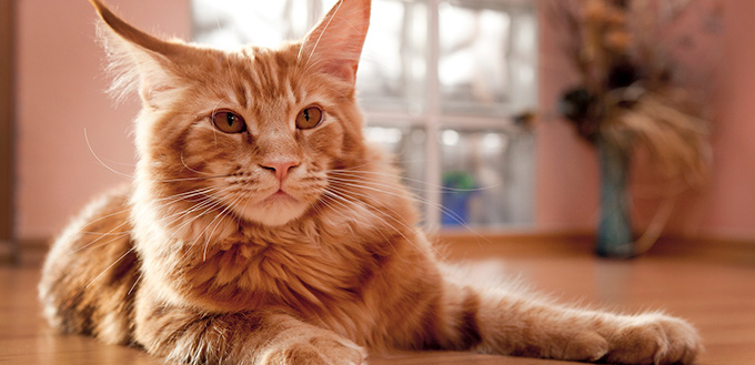 Maine Coon