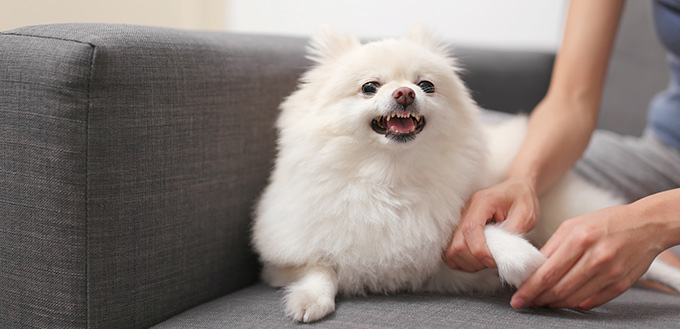 Pomeranian dog feeling angry when touch her hand