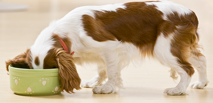 Puppy Eating