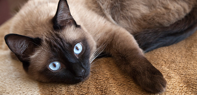 Siamese