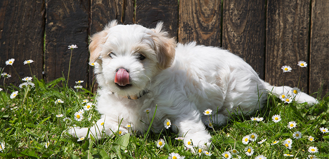 Sweet little whelp showing his tongue lying relaxed in the green