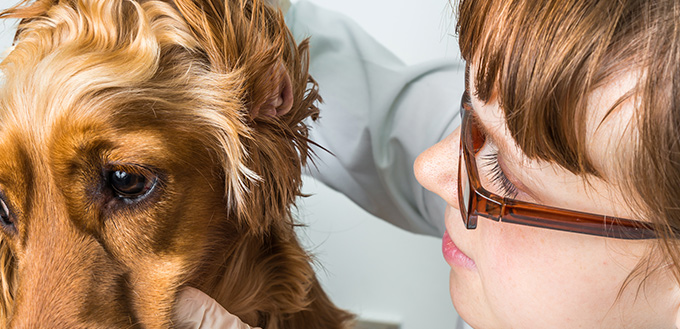 Veterinarian checks ears to a dog