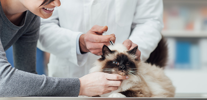  猫に注射する獣医師