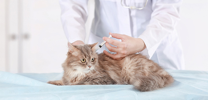 How Often Do Cats Need Shots and Other Preventative Treatments?