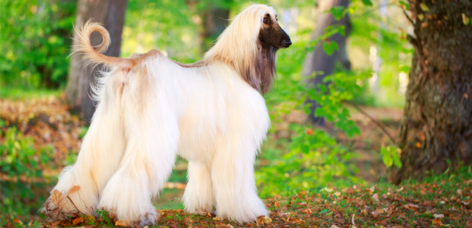 afghan hound