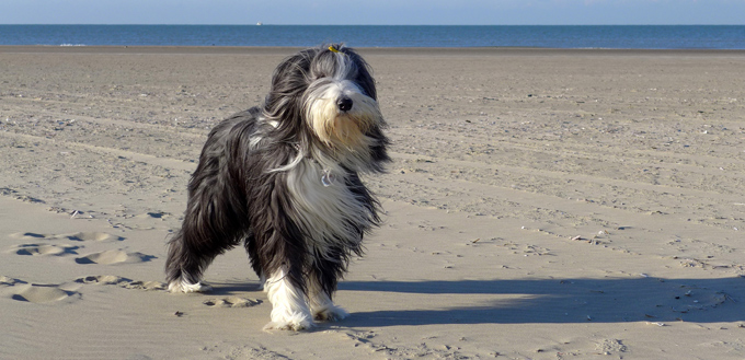 bearded collie