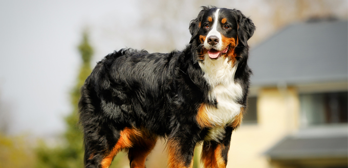 bernese mountain dog