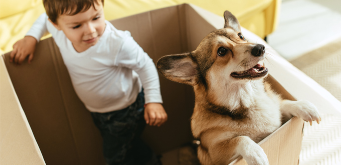 boy playing with a dog