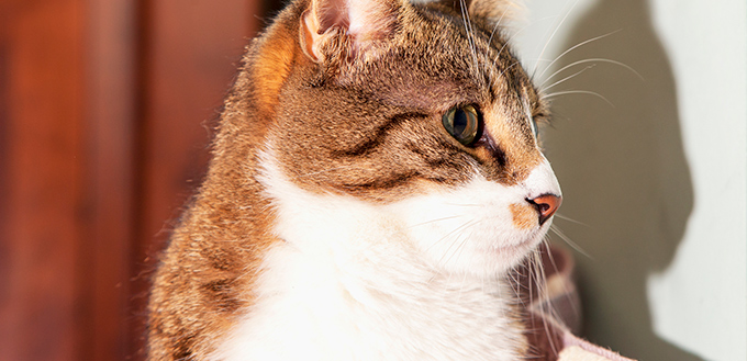 cat looking at wall