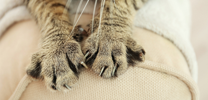 cat paws