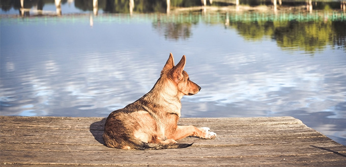 dog under the sun