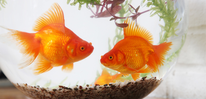 goldfish life span