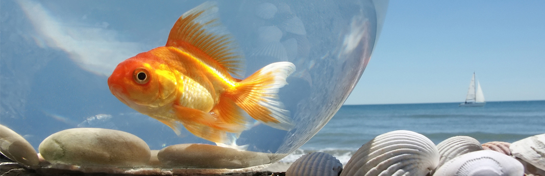 goldfish lifespan