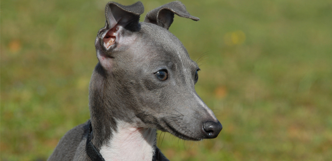 italian greyhound v whippet