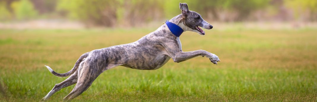 Greyhound Vs Whippet What S The Difference My Pet Needs That