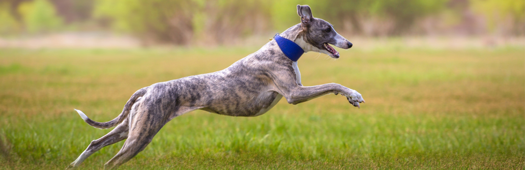 greyhound vs whippet