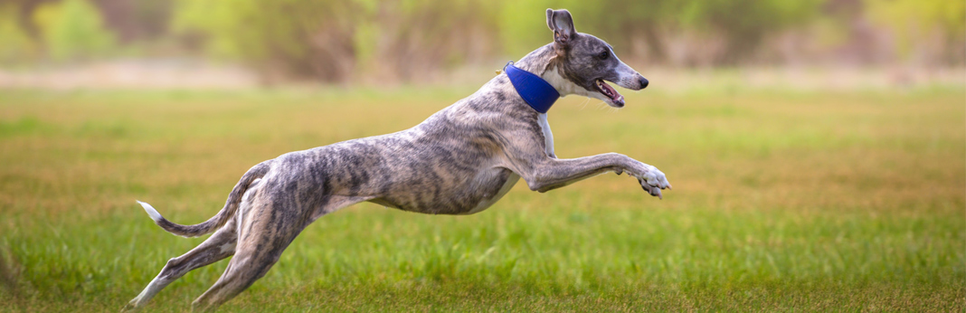 striped greyhound