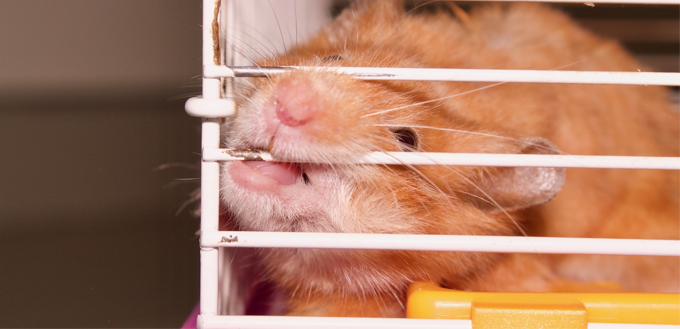 hamster biting cage