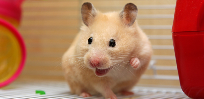 hamster