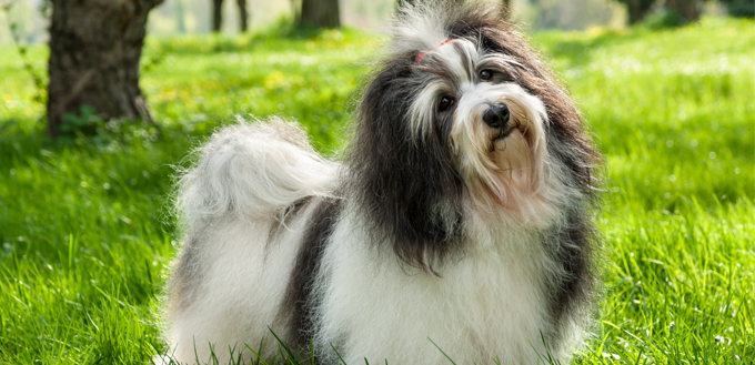 havanese