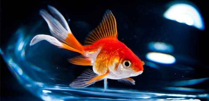 how long do goldfish live