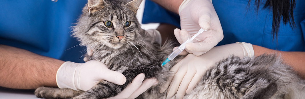 how often do cats need shots and other preventative treatments