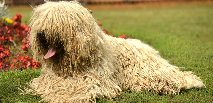 longest haired dog